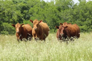 Las vacas y el compromiso climático de la Argentina