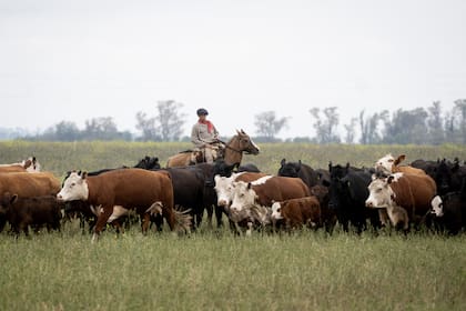 Rodeo vacuno en la Argentina (Xinhua/Martín Zabala) (mz) (oa) (ah) (ce)