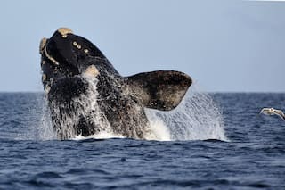 Desde 1971 visita todos los años Chubut y marca un “hito significativo”