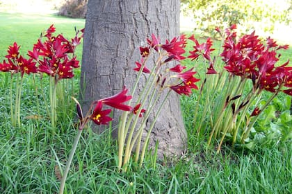 Rodophiala bifida con sus varas florecientes, a mitad del verano.