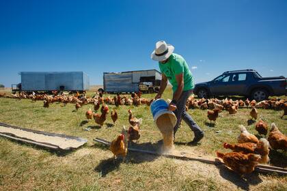 Rodrigo alimentando a las gallinas "felices" de Arroyo de Luna.
