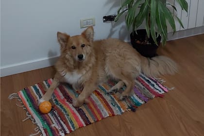 Rodrigo amaneció en la misma alfombra donde lo habían acomodado