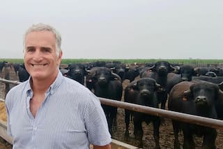 El modelo cordobés donde se “fabrica” carne desde el ternero a la carnicería