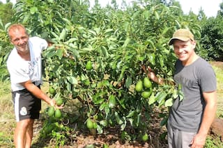 Revolucionan una provincia con la fruta que se consume cada vez más y llaman a invertir en ella