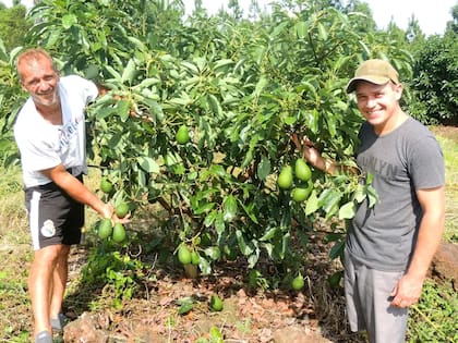 Rodrigo Nuñez Hinostroza y Sebastián Koruniak apuestan a la palta hass y quieren "evangelizar" a otros pequeños productores de Misiones, desde Cerro Azul