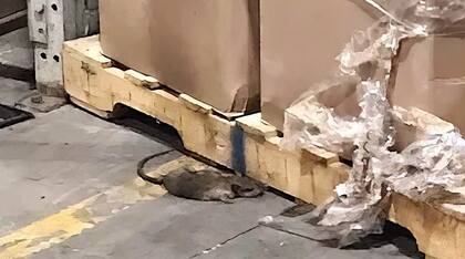 Roedores en un depósito de Family Dollar