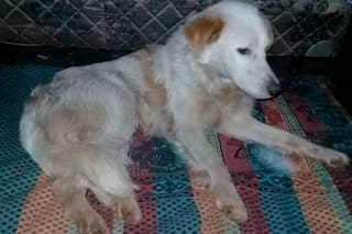 Detuvieron a un hombre que lanzó a su perro por las escaleras de un edificio