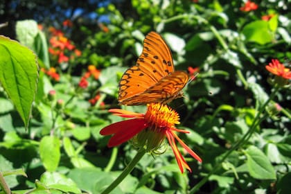 Rojo, naranja, amarillo combinados con negro significan “¡Peligro!”, ideal para ahuyentar depredadores