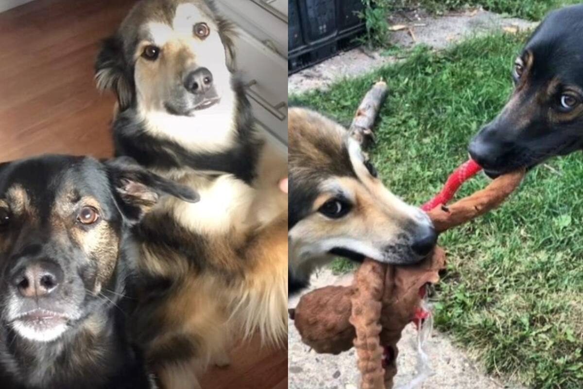 Los perros que tienen una ‘relación a distancia’ y son furor en las ...