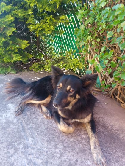 Rolo le tiene miedo a las tormentas eléctricas.