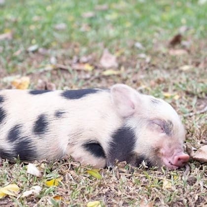 Roma, la mini pig que fue dada en adopción (Foto: Instagram @the.minipig_roma)