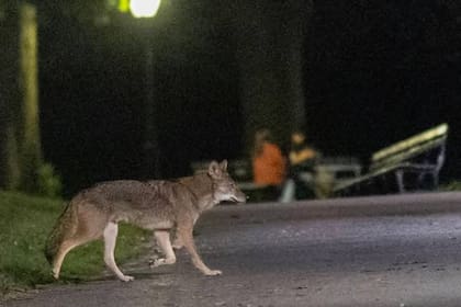 Romeo recorre los caminos del Central Park, mientras dos trabajadores del parque charlan en un banco