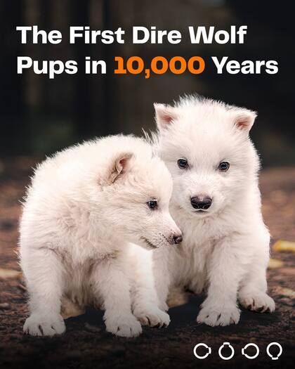 Rómulo y Remo, los dos cachorros de lobo terrible des-extintos por científicos (Facebook/@ColossalBiosciences)