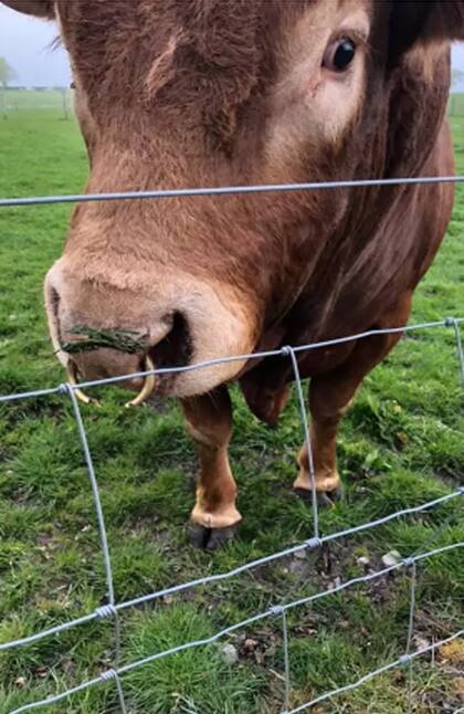 Ron, el toro de cuatro años que sació su picazón con un poste de luz y dejó a 800 casas sin electricidad