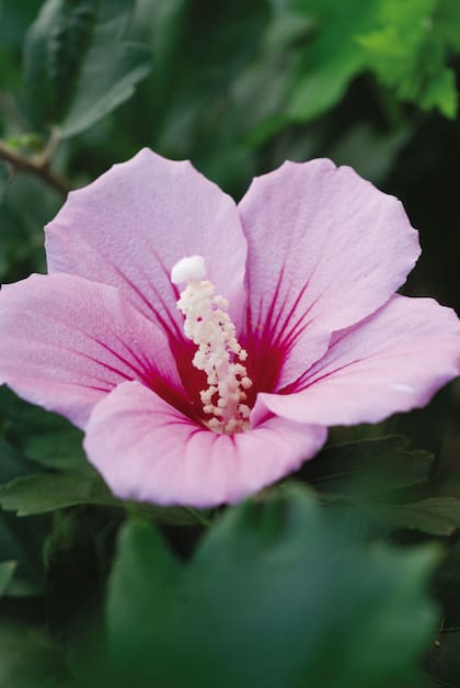 Rosa de Siria o Hibiscus syriacus, tiene origen en el sudeste asiático y es la flor nacional de Corea del Sur.