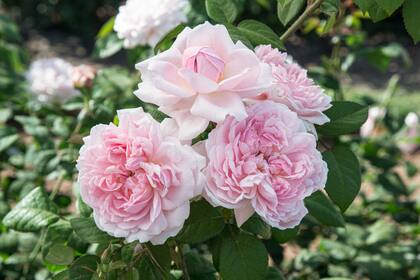 Rosa 'Eglantyne' de color rosa suave y con una encantadora y dulce fragancia.