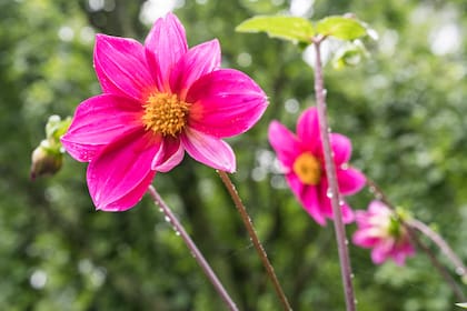 Rosa gálica, especie con múltiples propiedades medicinales que se utilizan en productos cosméticos.