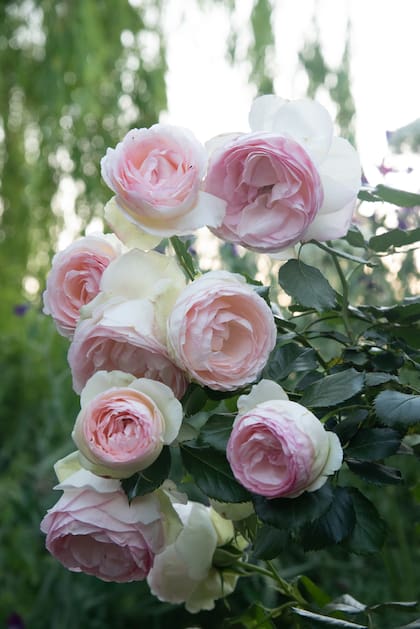 Rosa 'Pierre de Ronsard', siempre estética y fácil de cuidar, ideal como trepadora