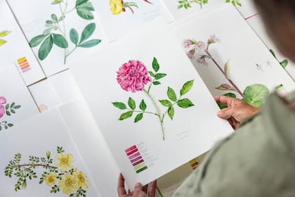 Rosa rugosa en detalle