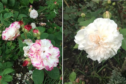Rosas antiguas: la Damascena antigua (izq) y Hardy Damascena (der) descienden de la Rosa Gallica, muy cultivada en la región de Persia en la antigüedad