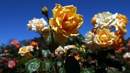 Rosas del Rosedal de Buenos Aires