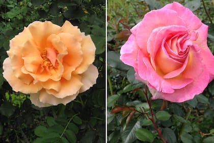 Rosas modernas: Just Joey Híbrida de Te (izq) de fuerte perfume y Elle Híbrida de Te (der), una rosa de exquisito aroma y abundante floración 