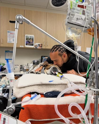 Roscoe, el perro de Lewis Hamilton atraviesa un delicado problema de salud y está internado (Foto: Instagram @lewishamilton)