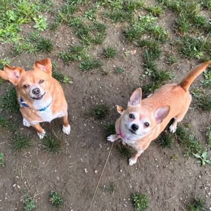 Rosie y Teddy (Sociedad Humanitaria de Berkshire)/ Imagen de patango.com