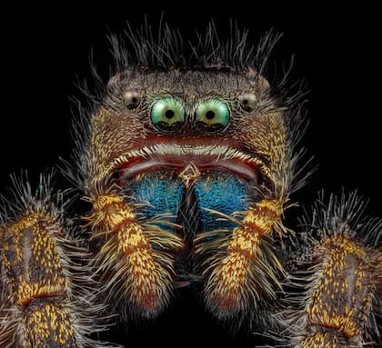 Rostro de una araña bajo microscopio. (Foto: Nikon Small World/Andrew Posselt)