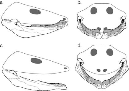 Rotación de la mandíbula durante la aducción mandibular en Tanyka