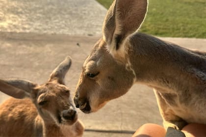 Rowdy junto a Rocky, el canguro más joven de la casa que todavía es un bebé. (Facebook Marsha Matus)