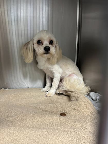 Royce sigue esperando una familia que lo adopte.