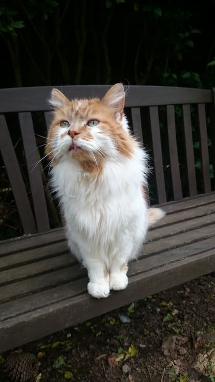 Rubbler se volvió un poco gruñón por la edad, dice Michele