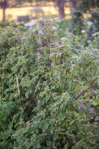 Rubus idaeus que trepa por un alambrado