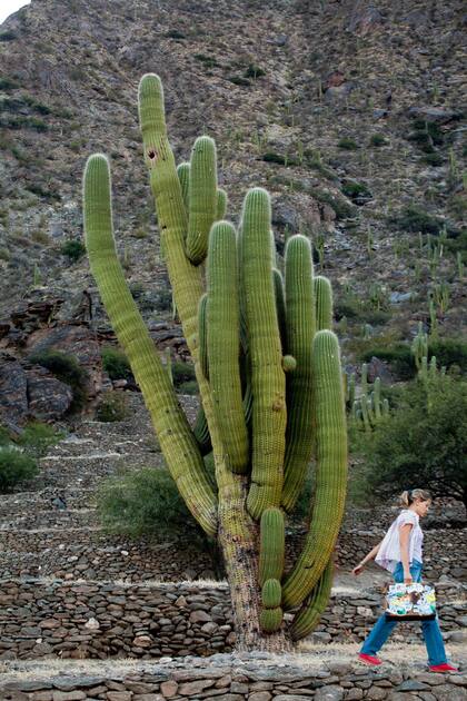 Ruinas de los Quilmes, en los valles calchaques. Xavier Martn