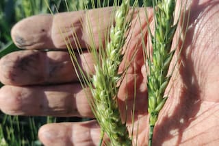 Rumania cosecha récord de 12,69 millones de toneladas de trigo, dice oficina de estadística