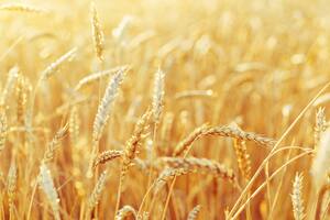 Rural scenery. Background of ripening ears of wheat field and sunlight. Crops field. Selective focus. Field landscape.