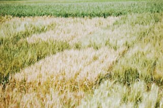 Rusia estima cosecha de cereales 2025 en 137.000.000 de toneladas