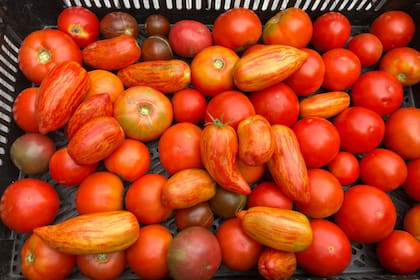Russell Orchards gano la categoria de tomates Heirloom