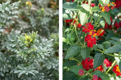 Ruta chalepensis y lantana, dos plantas cuyo follaje contiene compuestos que desagradan a la mayoría de los herbívoros