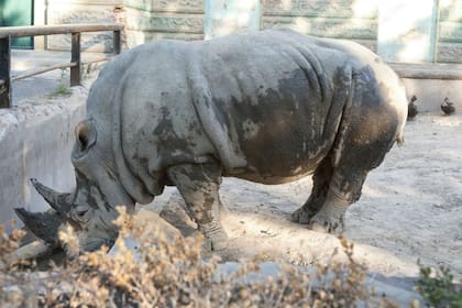 Ruth, la rinoceronta del Ecoparque porteño que murió en 2018