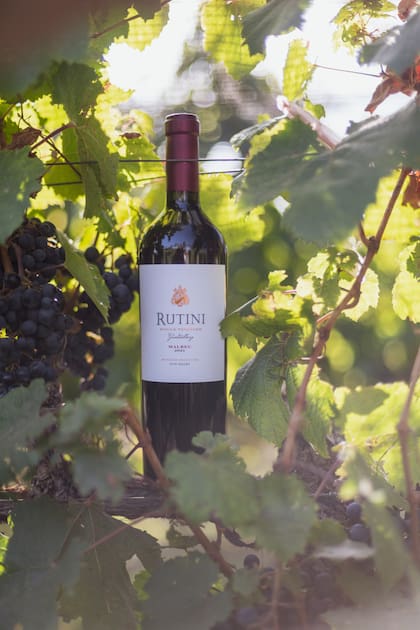 Rutini Single Vineyard Malbec Gualtallary está elaborado con racimos seleccionados a mano, provenientes del imponente paisaje de Tupungato, en el Alto Valle de Uco.