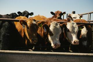 Los impuestos que afectan a los productores de carne