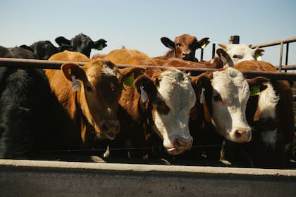 Ambrosetti: “Los ganaderos apuntan a invertir alrededor de 16.000 millones de dólares”