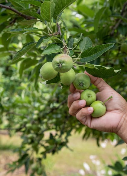 Sacar lo frutos amontonados, una técnica que hay que poner en marcha para que alcancen el tamaño deseado