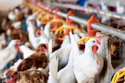 Sacrificarán más de 180.000 pollos por el foco de gripe aviar en Río Negro