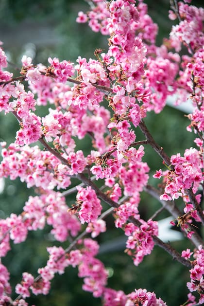 Sakura: florece precozmente luego de pocos años y es de crecimiento bastante rápido