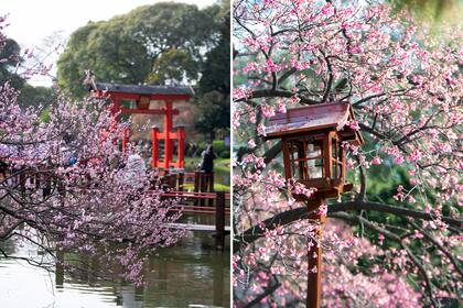 Sakuras en flor en el Jardín Japonés de Buenos Aires.