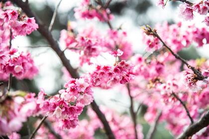 Sakuras en flor en el Jardín Japonés de Buenos Aires.