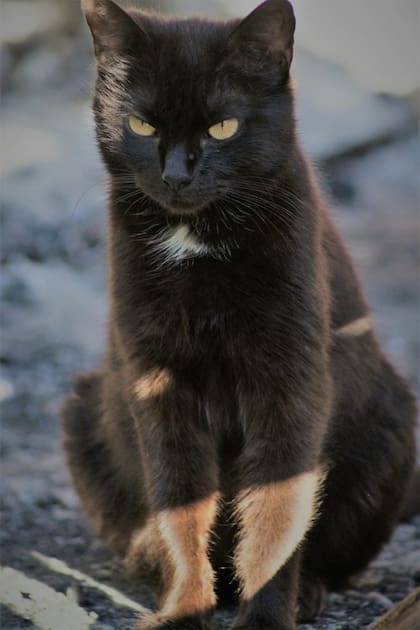 Salem espera a una familia que cambie su vida.